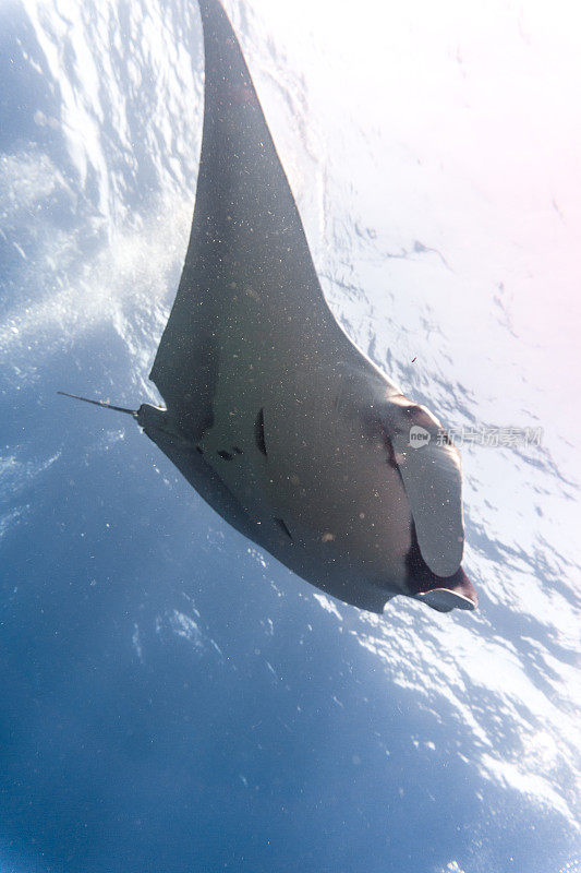 海洋蝠鲼(Manta birostris)游过清洁站。在世界自然保护联盟的红色名单中，这些优雅的动物正在成为野外罕见的景象。